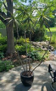 lot 71 image: Live Plant with Long Legs and Spikey Do