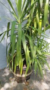 lot 72 image: Live Plant with Lots of Greenery  A