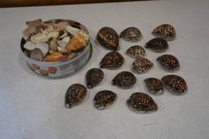 lot 249 image: shells
