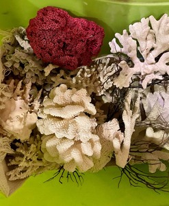 lot 87 image: Coral Grouping