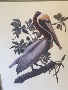 lot 23 image: Framed Brown Pelican DrawingPrint (Audubon)