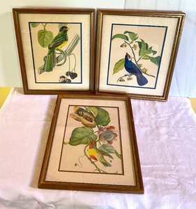 lot 41 image: Three Beautiful Framed Bird Prints