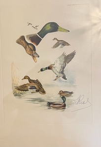 lot 256 image: Framed Wildlife Prints