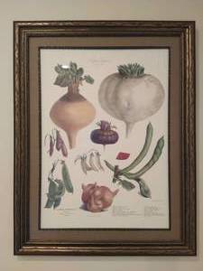 lot 16 image: Vintage Framed Botanical Illustration
