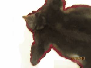 lot 4 image: Bear Skin Rug