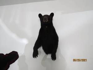 lot 5 image: Baby Bear Wall Mount