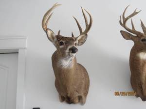 lot 6 image: Deer Head Mount