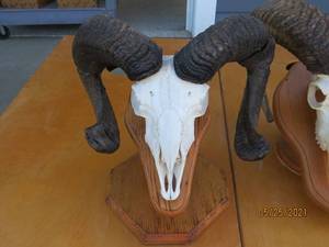 lot 45 image: Bighorn Sheep Mounts