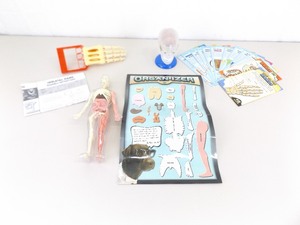 lot 80 image: VERY COOL Lot of Kids Human Anatomy Educational Tools