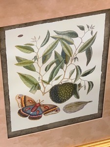 Beautifully Framed Botanical Print