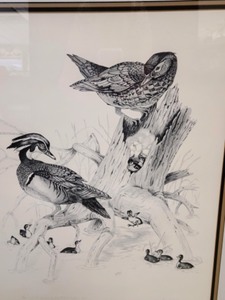 Framed Wildlife Print By Daniel Keylor