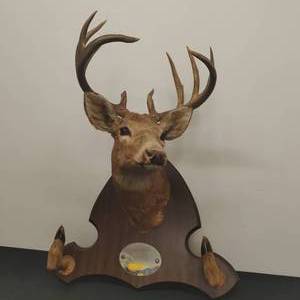 lot 70 image: Mounted Deer Wall Dcor