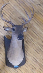 lot 35 image: Animated Deer Bust