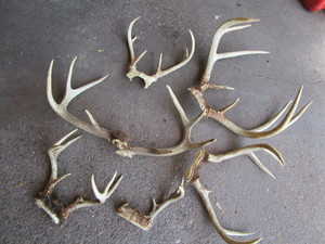 lot 122 image: Antlers...