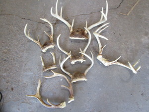 lot 123 image: Antlers...