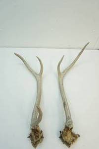 Elk Antlers