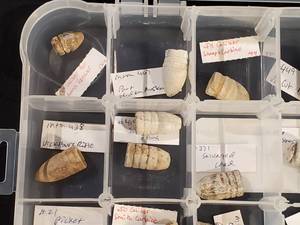lot 254 image: GREAT VALUE Assorted Civil War Bullets Various Calibers