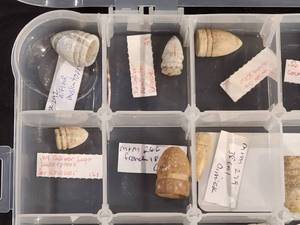 lot 256 image: Assorted Civil War Bullets Various Calibers