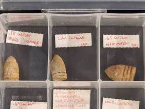 lot 348 image: GREAT VALUE Assorted Civil War Bullets Various Calibers