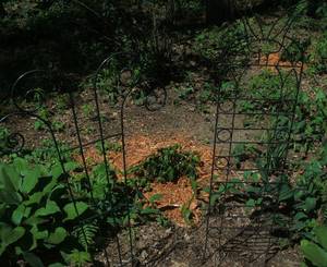 lot 24 image: Trellis - two different forms...