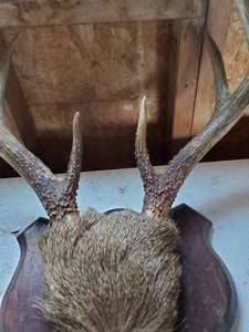 10 Point Mounted Deer Antlers, Nice brow Tines