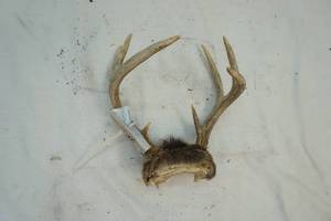 Deer antler