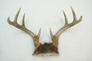 Whitetail Antlers