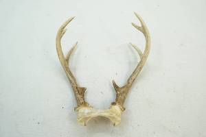 Whitetail Antlers