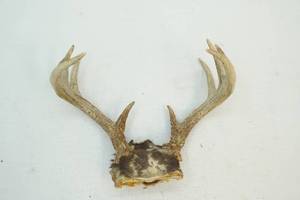 Whitetail Antlers