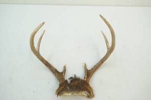 Whitetail Antlers