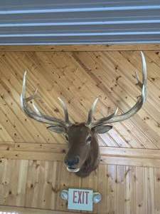 Professional 6x6 Elk Shoulder Mount NO RESERVE