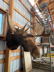Minnesota Moose Shoulder Mount NO RESERVE