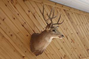 5x5 Mule Deer Mount