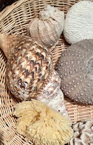 Basket of Shells