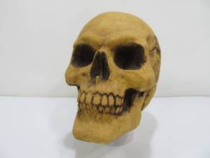 lot 101 image: Fashion Victim Full Sized Skull Display