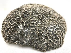 lot 132 image: Large Piece of Brain Coral