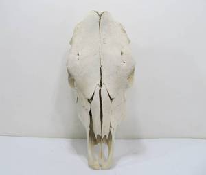 lot 197 image: Large Genuine Cow Skull