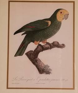 Barraband Hand Colored Print of an Amazone tete Jaunes Parrot
