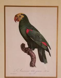 Barraband Hand Colored Print of a Parroquet Epaulettes Jaunes Parrot