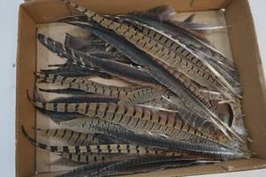 Pheasant feathers