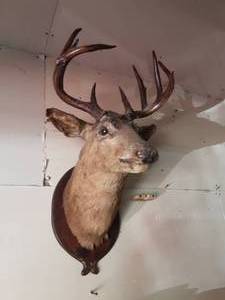 Vintage Mounted Deer Head