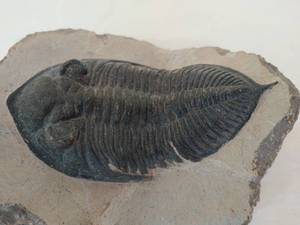 Fossil