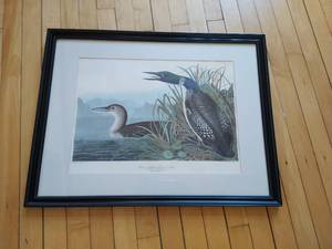 Loon Art Print