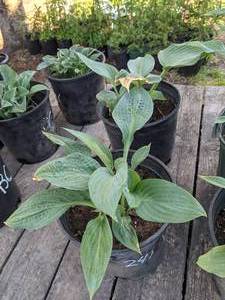 lot 242 image: 2 gallon Blue Angel