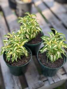 lot 276 image: 6 inch Coleus, Lot of 3