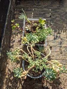 lot 317 image: 7 Assorted Succulents