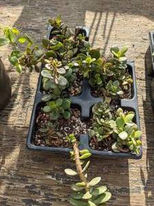 lot 322 image: Tray of 5 Mini Jade Plants