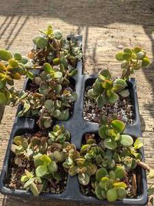 lot 323 image: Tray of 5 Mini Jade Plants