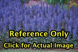 lot 320 image: 1.5 gallon Vinca (Periwinkle) and 1 quart Ajuga Carpet Bugle