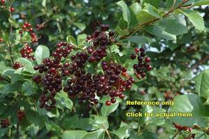 lot 109 image: 2.5 foot Chokecherry